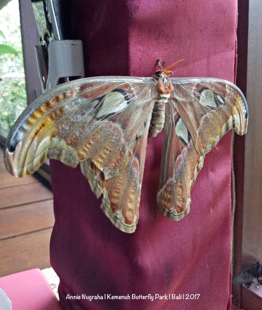 KEMENUH Butterfly Park - Bali | Melihat Ratusan Kupu-kupu Cantik di Sukawati - Gianyar