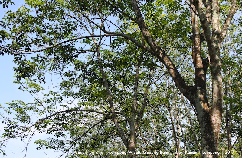 GEDUNG BATIN | Ketika Rangkaian Perubahan Membawa Timbunan Kebaikan | Bagian 2 | Gedung Batin Bamboo Rafting 2017