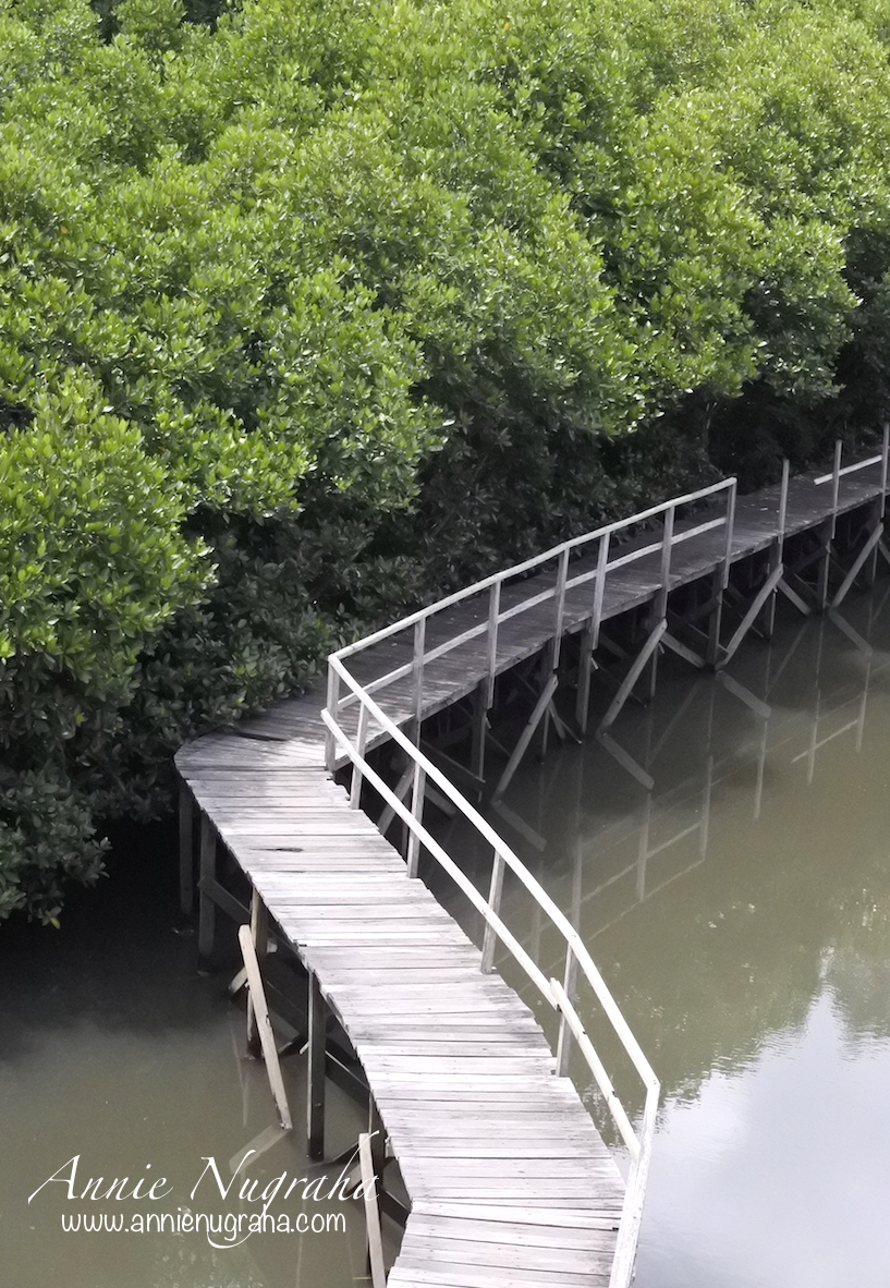 Taman Hutan Raya (TAHURA) Ngurah Rai. Destinasi Wisata Alam Hutan Mangrove, BALI