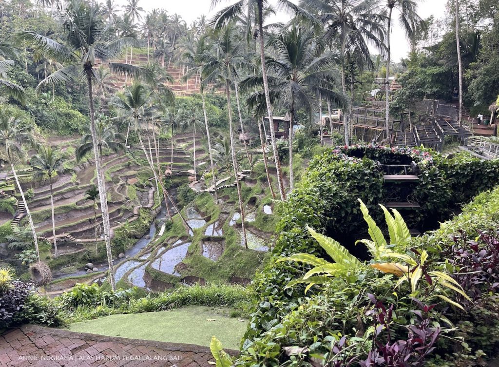 Menyaksikan Lembah Keindahan di Alas Harum Tegallalang Bali